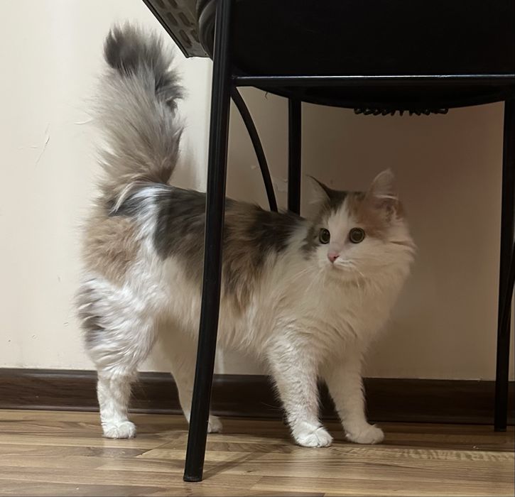 В самые добрые руки