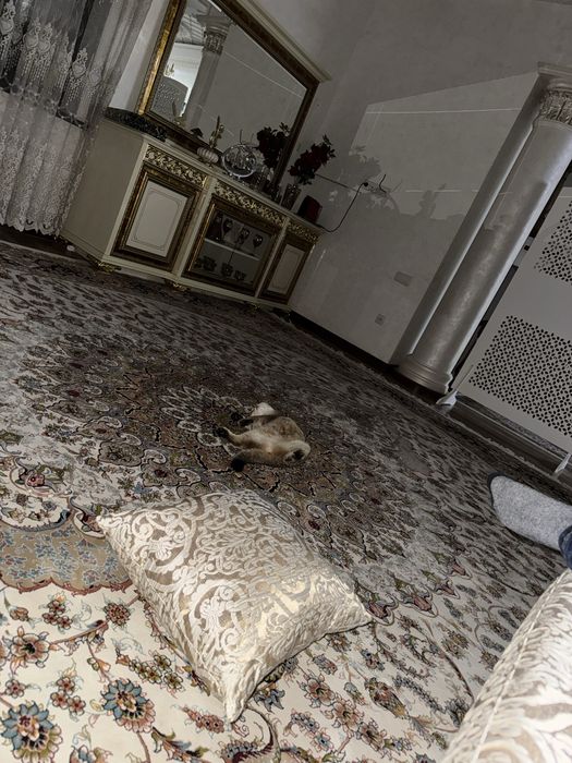 Продаётся Золотая шиншилла Скоттиш-фолд