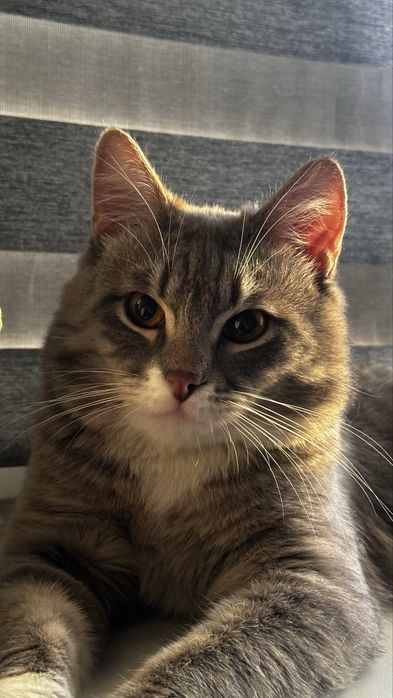 Котик 1 год, мальчик