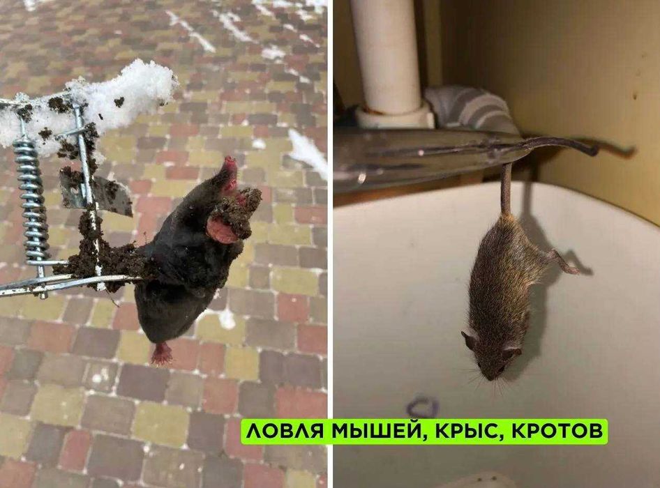 Уничтожение клопов, травить тараканов. Дезинфекция