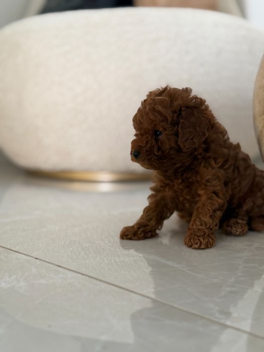 Пудел Той/Poodle Toy