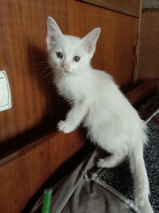 Котята, порода Турецкий вамп.