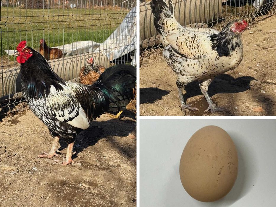 Vând ouă pentru incubat – diferite rase