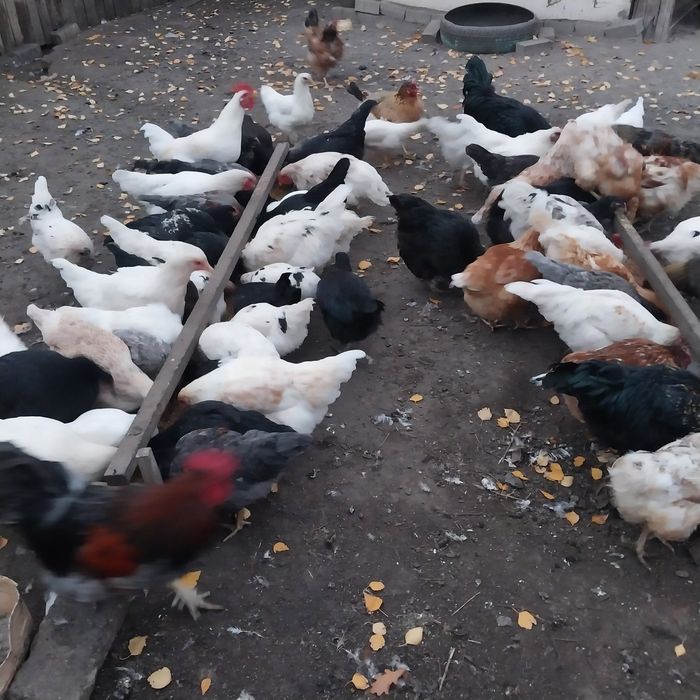 Продам молодых домашних кур.
