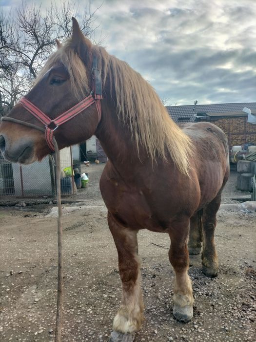 Vând armăsari tineri