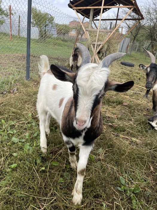 Vand tap tanar frumos / schimb cu pasari de curte