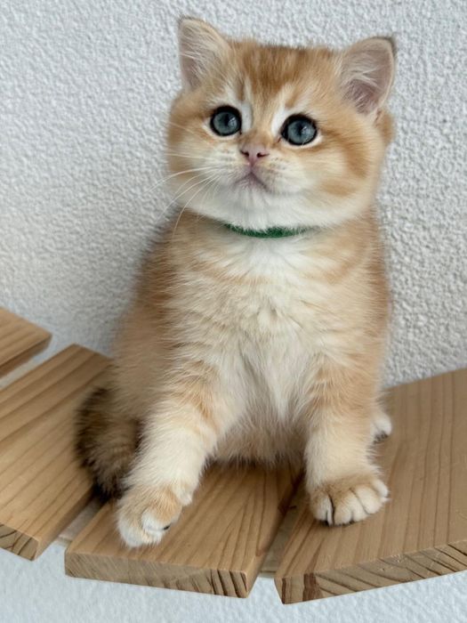 British shorthair golden fetita de ELITA ! Certificat pedigree WCF