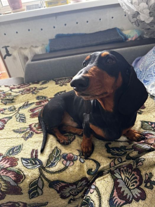 Вязка такса кабель