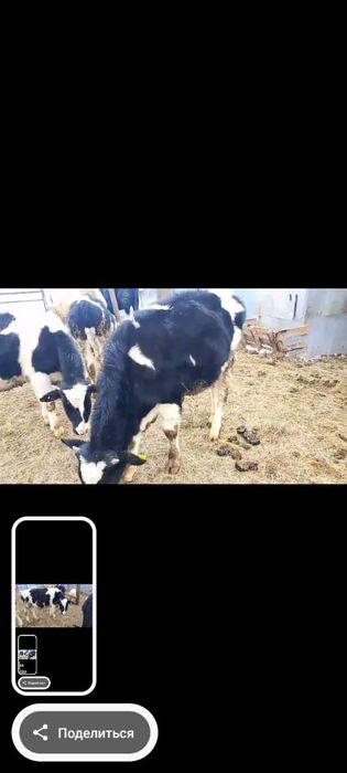 Продам оптом бычки