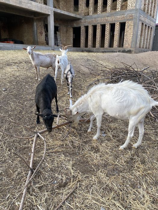 Такала занин.