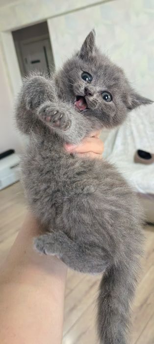 Продам котят .британцы 1 месяц