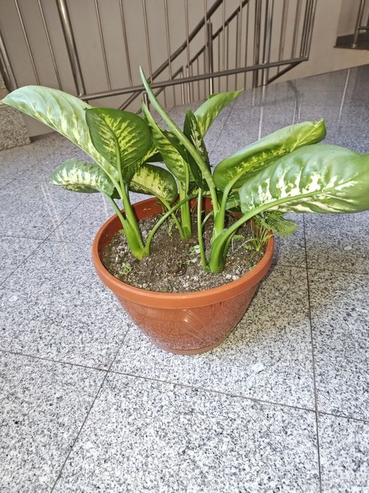 Vând plante Difenbachia