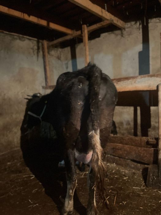 Корова с теленком