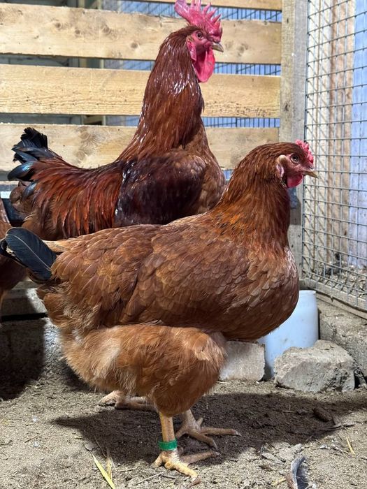 Ханхяп тхумларига заказ оламиз