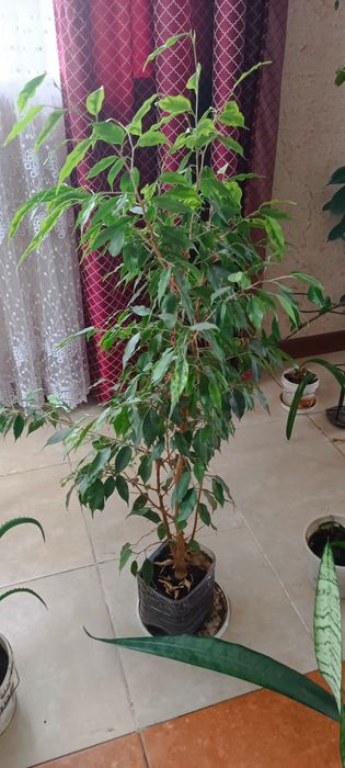 Комнатные цветы. Не дорого