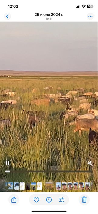 Ешкі сатылады тірідей және сойып та