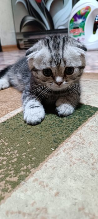 Шотландский котенок
