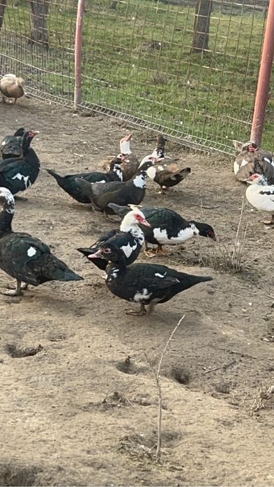 Vand rate mute negre si cotofana