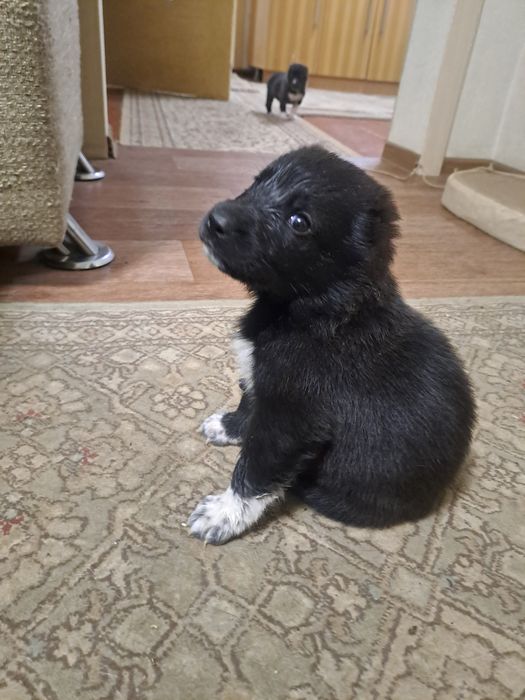 Продам щеночков.