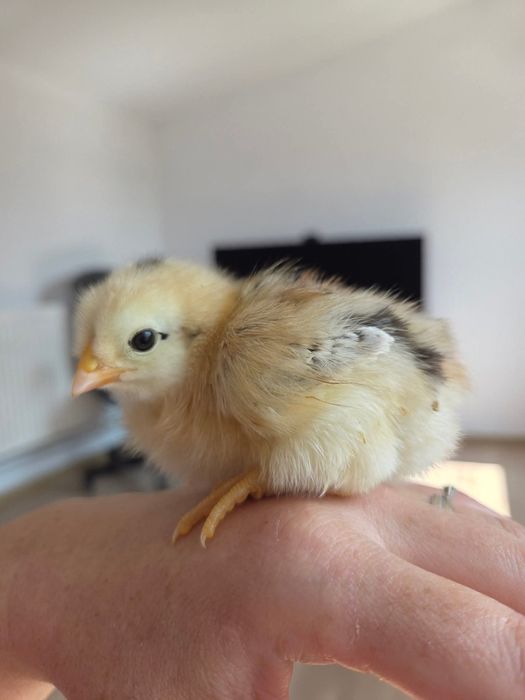 Pui de găină diverse rase,amestecate