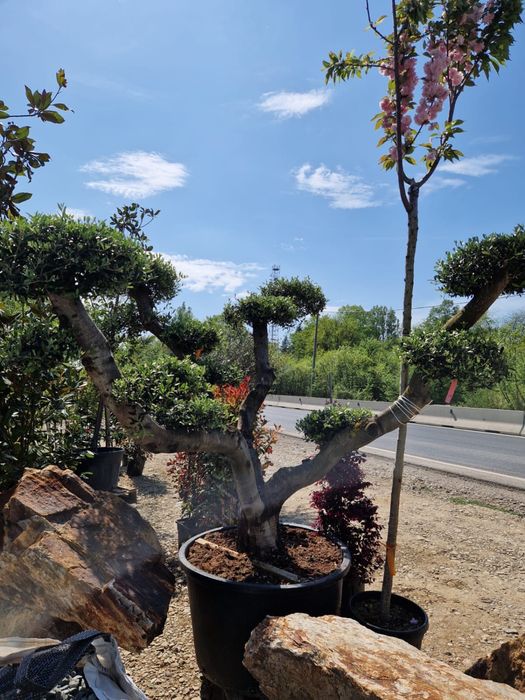 Plante ornamentale