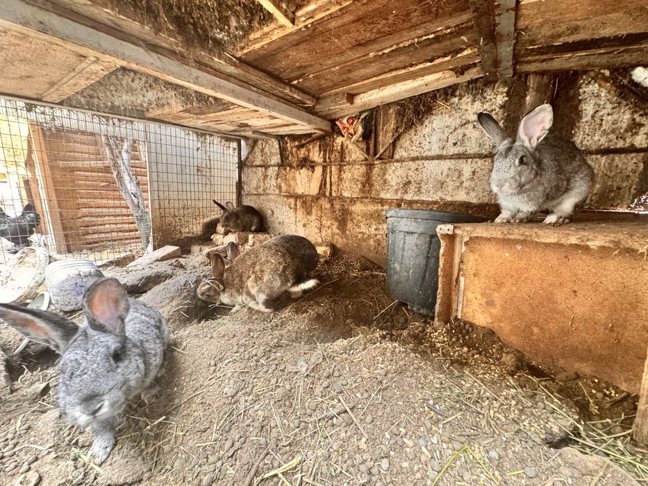 Quyonlar har xil parodiyadagi