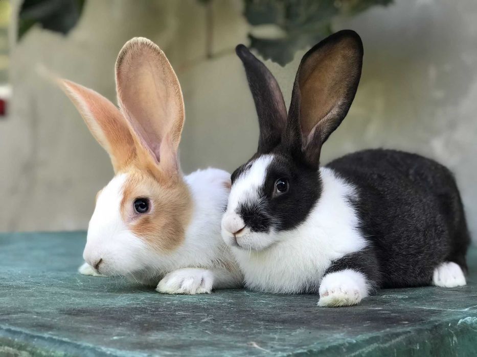 Iepuri Hycole Francez