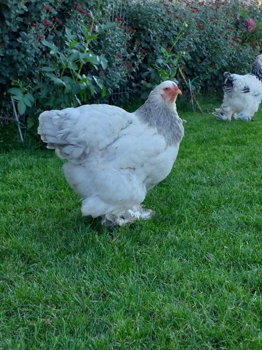 Pui Brahma,  Australorp