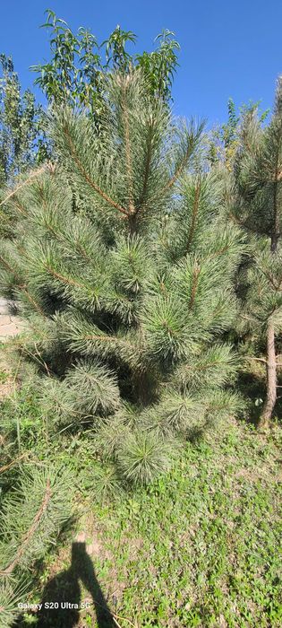 Крымская сосна арча кучатлари сотилади