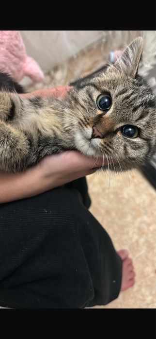 Котик в добрые руки