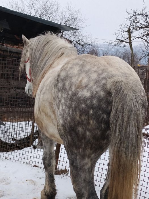 Vând un armăsar de 5 ani
