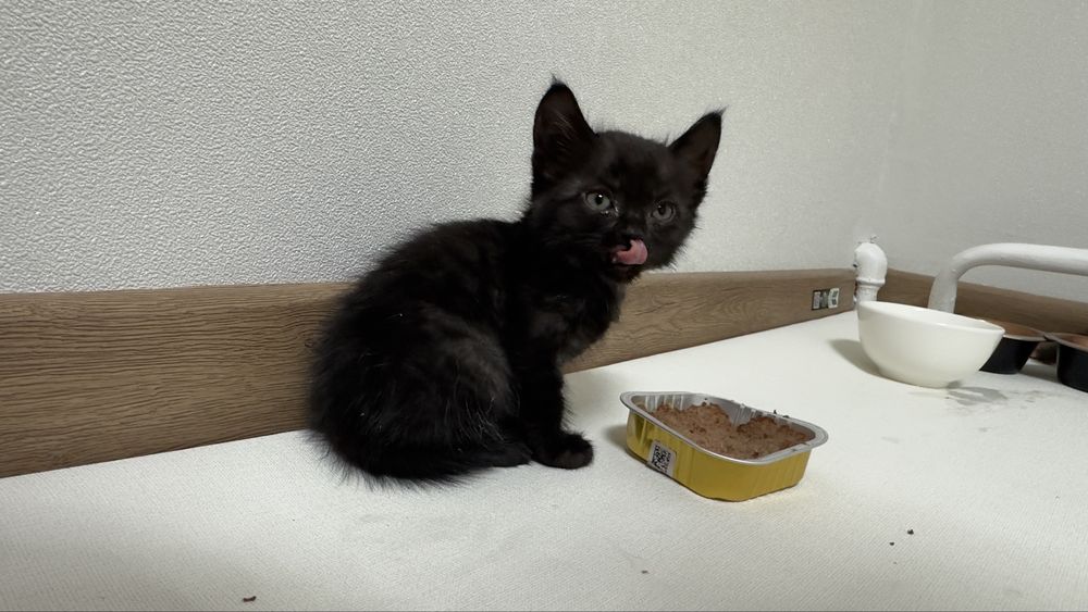 Отдам котят в добрые руки,1.5 месяца