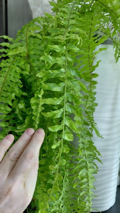 Папоротник Nephrolepis exaltata 'Tiger'
