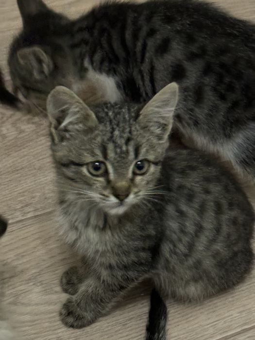 Котёнки в добрые руки