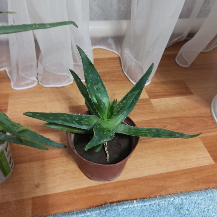 Цветы комнатные Женское счастье Фикус Герань