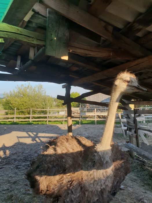 Vad familie de struți