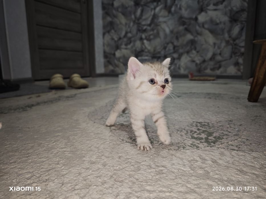 Котята скоттиш страйт и скоттиш фолдд