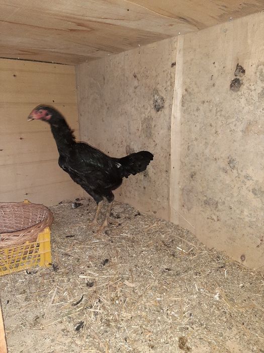 Курица куланги дакан