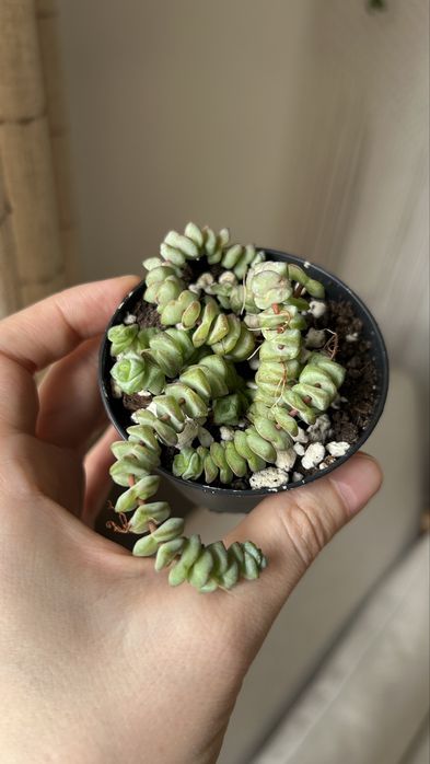 Крассула хоттентот