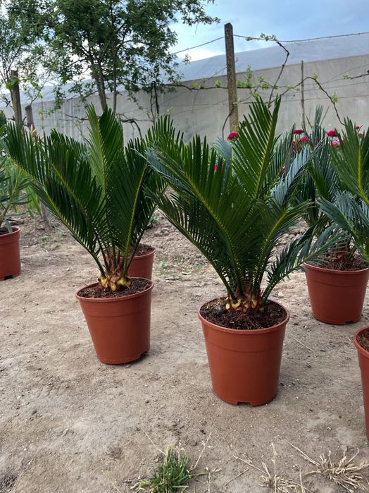Palmieri cycas revoluta