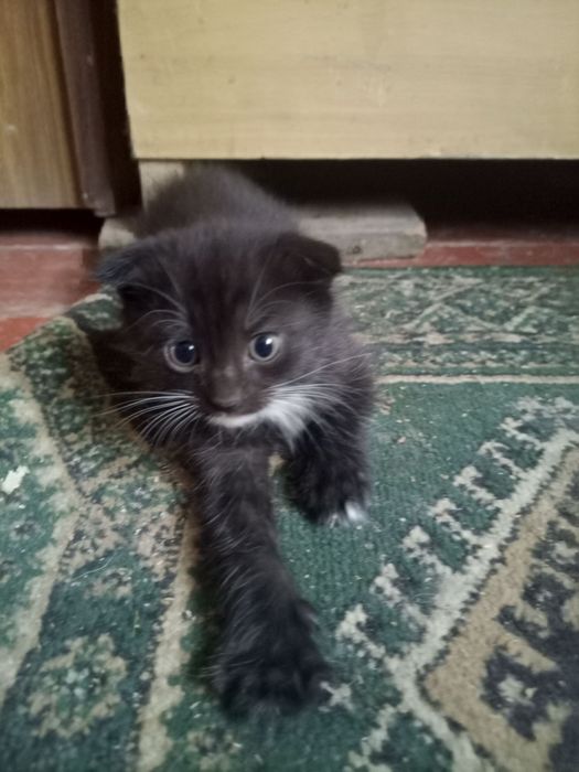 Отдам котят для хорошие руки
