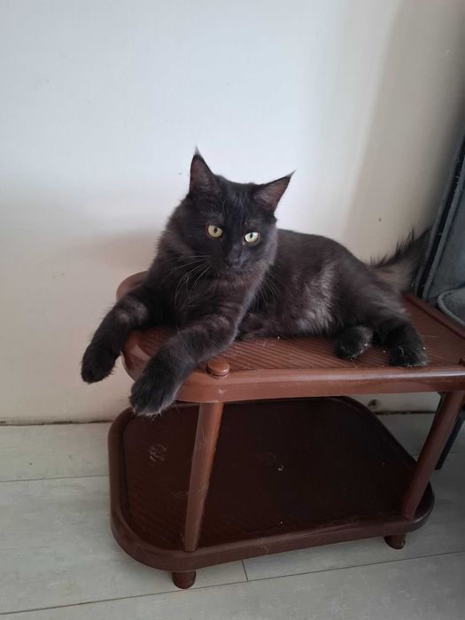 Отдам в добрые руки кота