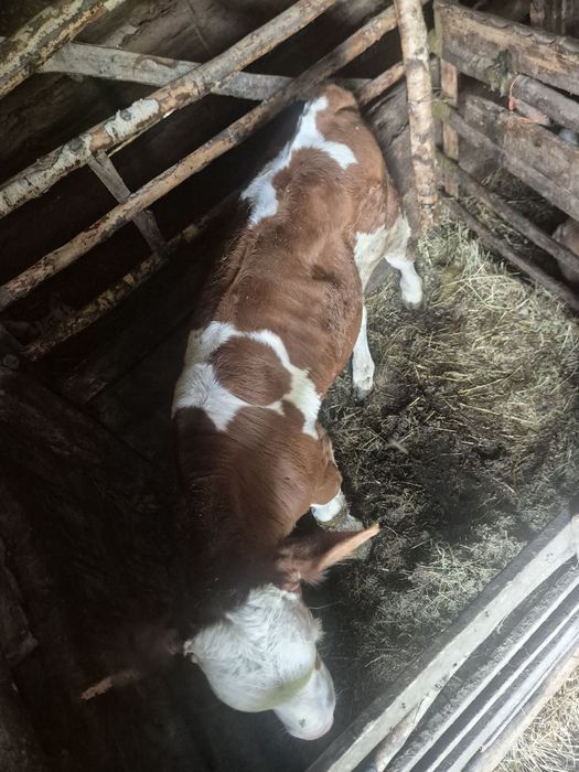 Vând vitel,de 5 săptămâni