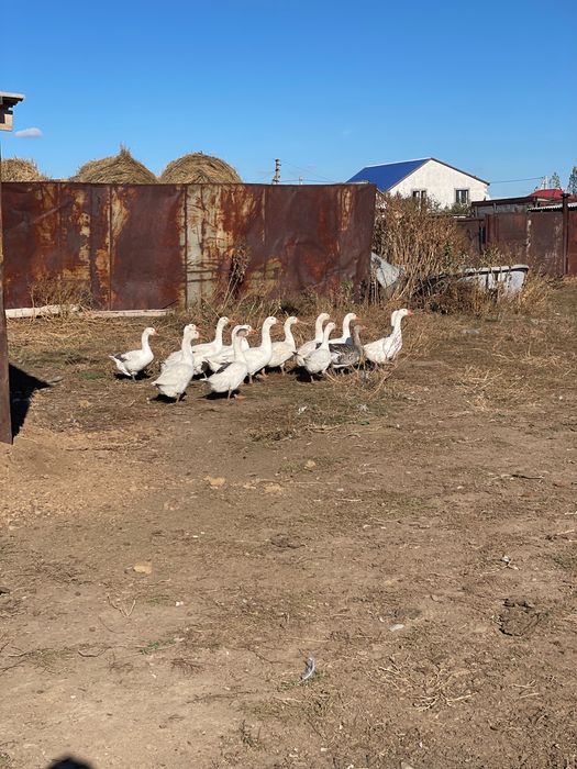 Продаются гусята