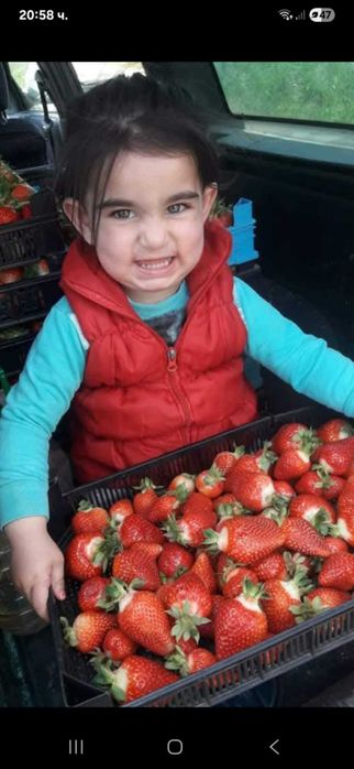 Продавам разсад ягоди и малини