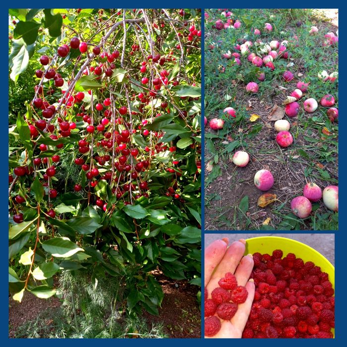 Продам дачу в Новой Бухтарме