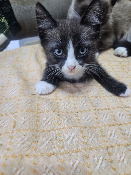 Котёнок в добрые надёжные руки
