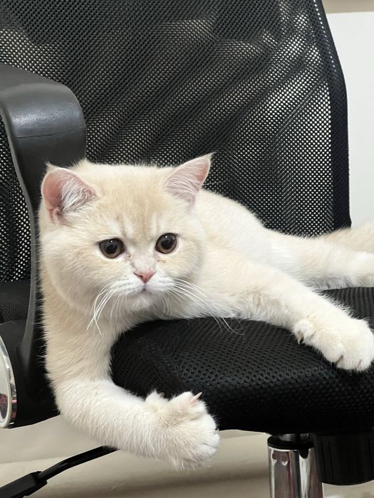 British Shorthair shinshilla rangli erkak mushuk (6 oylik)
