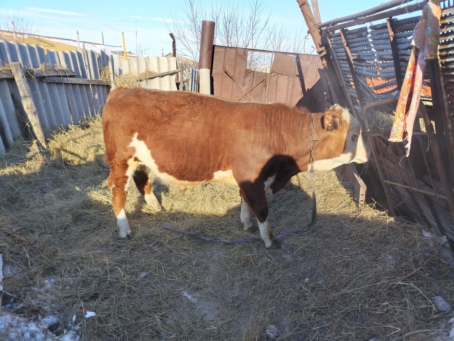 Продам два бычка откорм