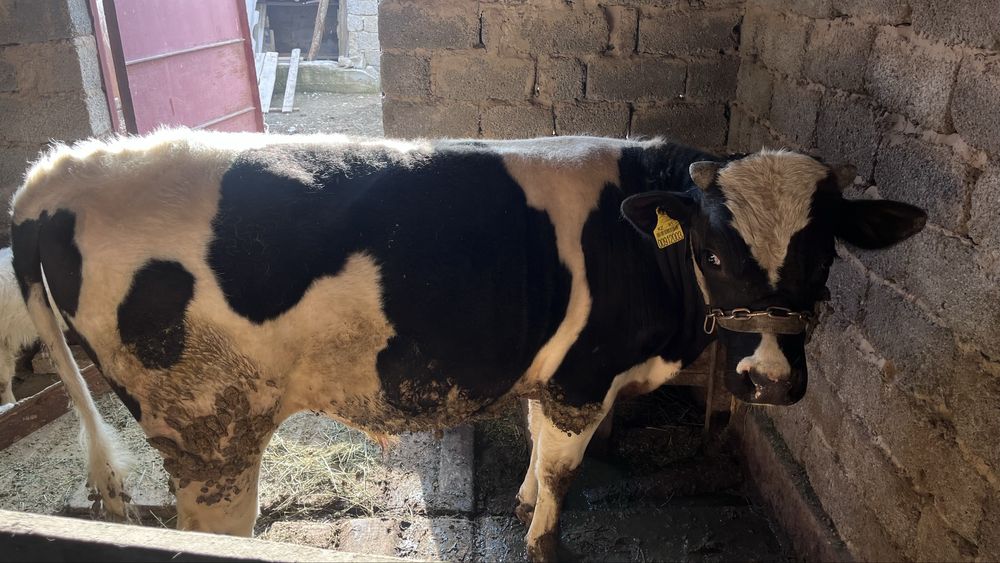 Бык, бұқа, пародистый